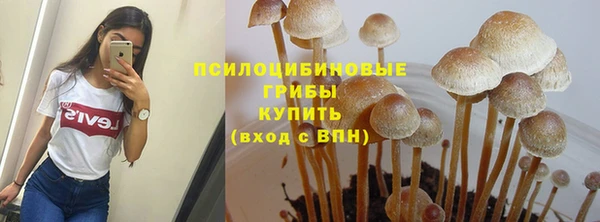 прущие грибы Абинск
